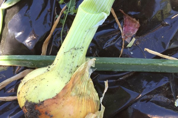 Удобные возможности кракен переходник ссылка